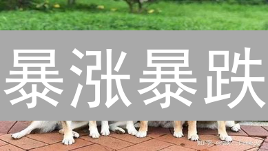 暴涨暴跌？Bitfinex柴犬币(SHIB)购买指南：新手必看！
